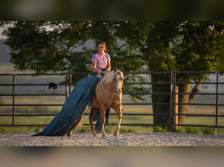Caballo cuarto de milla Caballo castrado 9 años 150 cm Palomino in Fredericksburg, OH