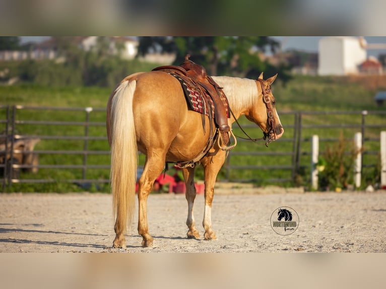 Caballo cuarto de milla Caballo castrado 9 años 150 cm Palomino in Fredericksburg, OH