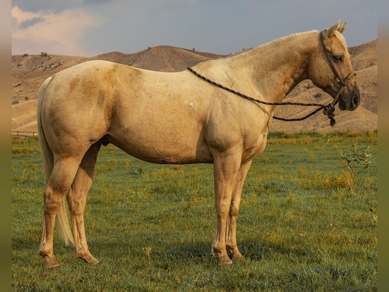 Caballo cuarto de milla Caballo castrado 9 años 150 cm Palomino in Meeteetse, WY