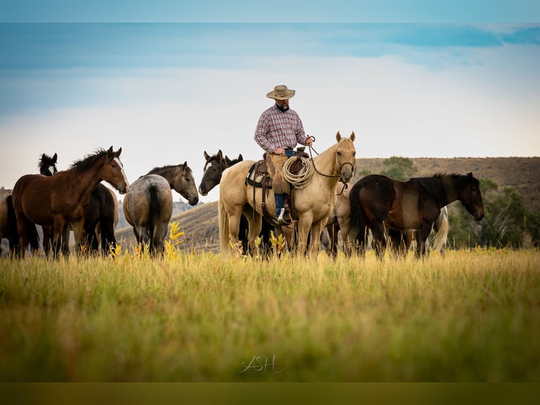 Caballo cuarto de milla Caballo castrado 9 años 150 cm Palomino in Meeteetse, WY