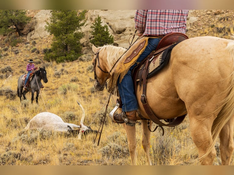 Caballo cuarto de milla Caballo castrado 9 años 150 cm Palomino in Meeteetse, WY