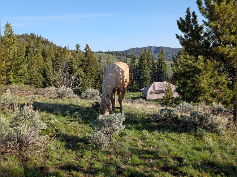 Caballo cuarto de milla Caballo castrado 9 años 150 cm Palomino in Meeteetse, WY
