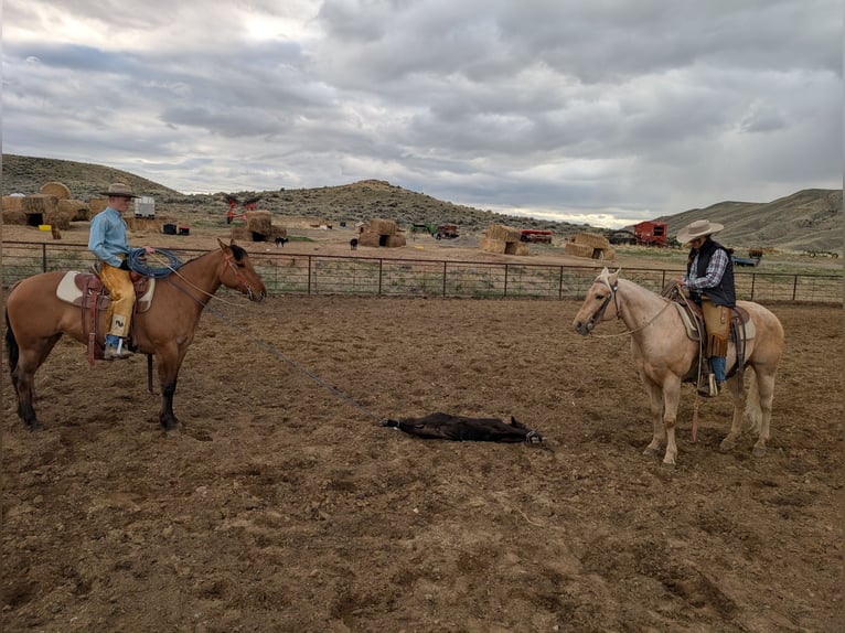 Caballo cuarto de milla Caballo castrado 9 años 150 cm Palomino in Meeteetse, WY