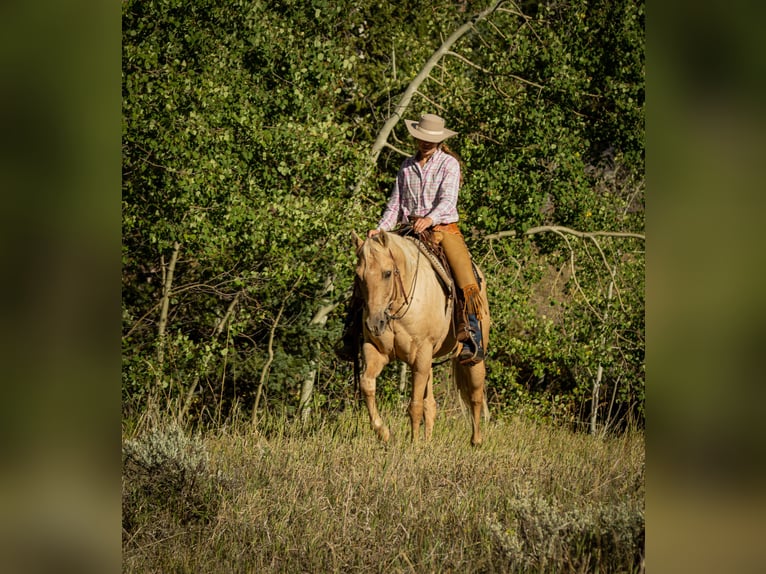 Caballo cuarto de milla Caballo castrado 9 años 150 cm Palomino in Meeteetse, WY