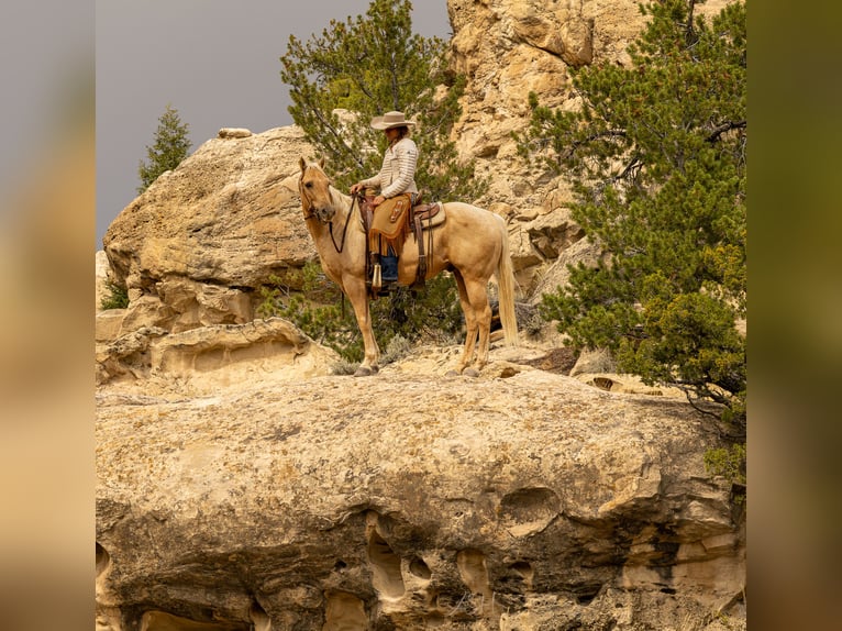 Caballo cuarto de milla Caballo castrado 9 años 150 cm Palomino in Meeteetse, WY