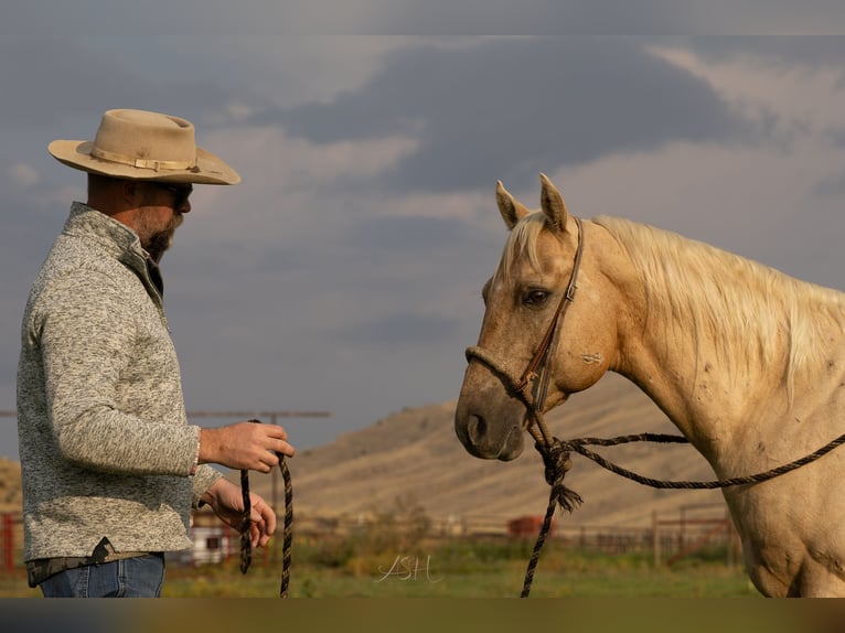 Caballo cuarto de milla Caballo castrado 9 años 150 cm Palomino in Meeteetse, WY