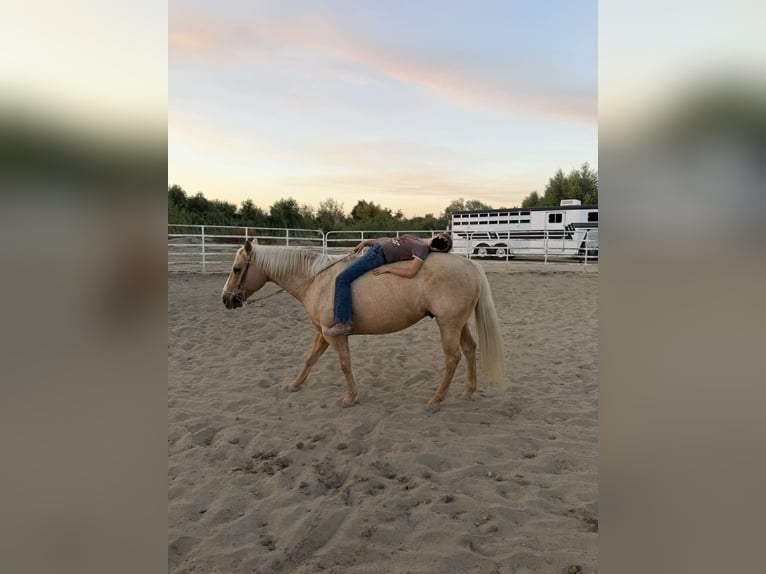 Caballo cuarto de milla Caballo castrado 9 años 150 cm Palomino in King City