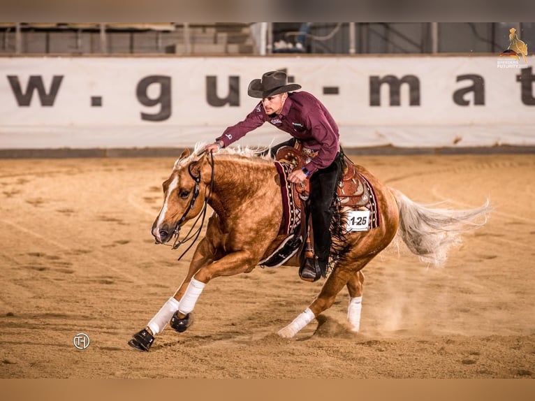 Caballo cuarto de milla Caballo castrado 9 años 150 cm Palomino in Eschenau