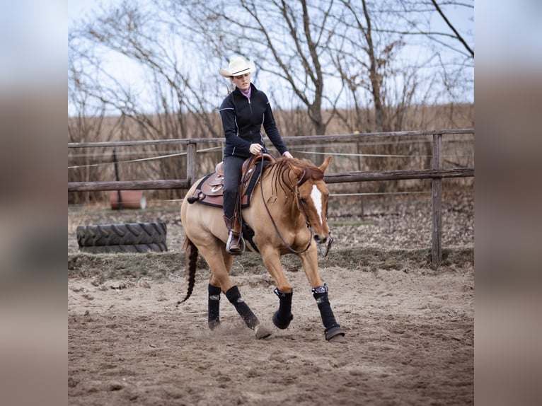 Caballo cuarto de milla Caballo castrado 9 años 150 cm Red Dun/Cervuno in St&#xF6;ckse