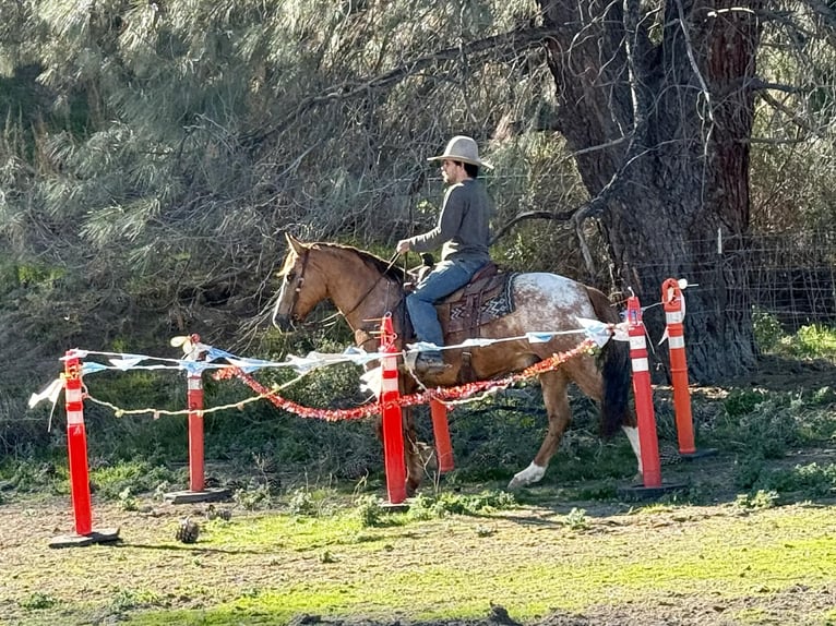 Caballo cuarto de milla Caballo castrado 9 años 150 cm Ruano alazán in Paicines, CA