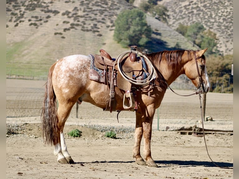 Caballo cuarto de milla Caballo castrado 9 años 150 cm Ruano alazán in Paicines, CA