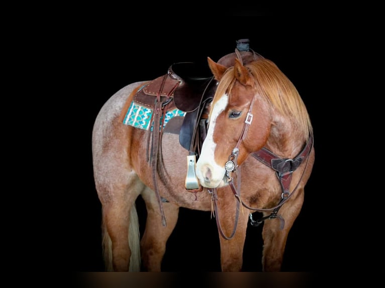 Caballo cuarto de milla Caballo castrado 9 años 150 cm Ruano alazán in Clarion