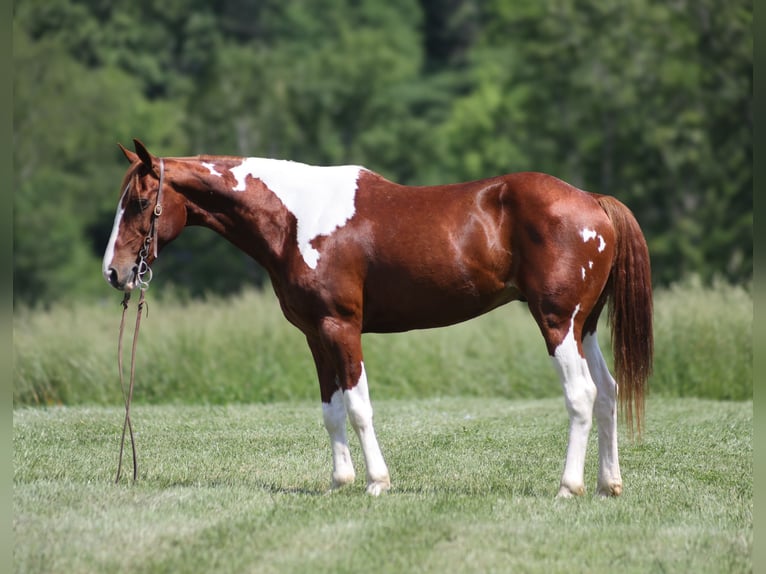 Caballo cuarto de milla Caballo castrado 9 años 150 cm Tobiano-todas las-capas in Brodhead KY