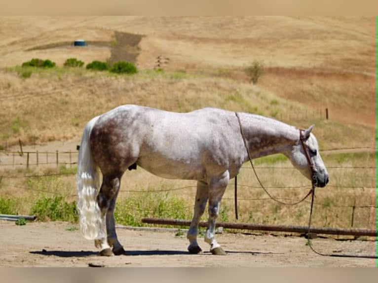 Caballo cuarto de milla Caballo castrado 9 años 150 cm Tordo in Tres Pinos