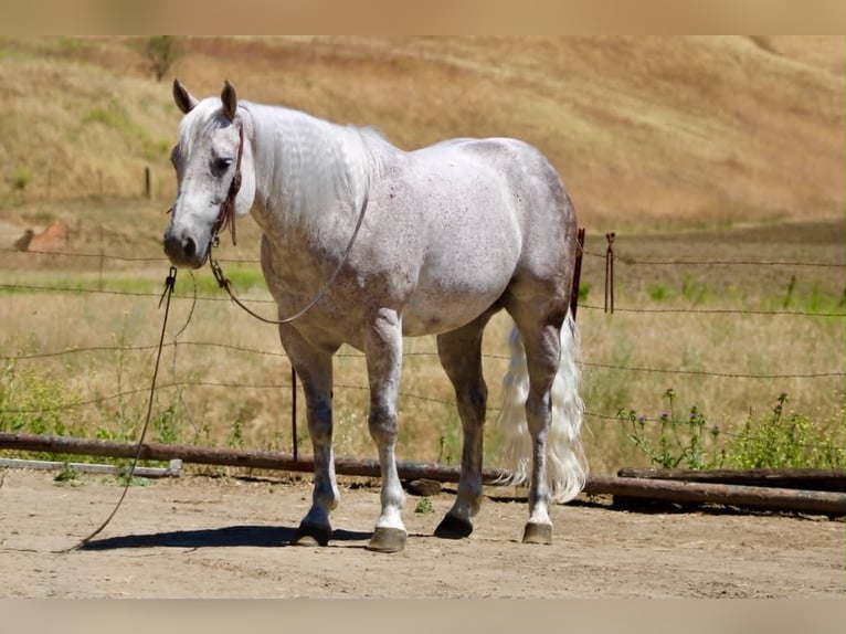 Caballo cuarto de milla Caballo castrado 9 años 150 cm Tordo in Tres Pinos
