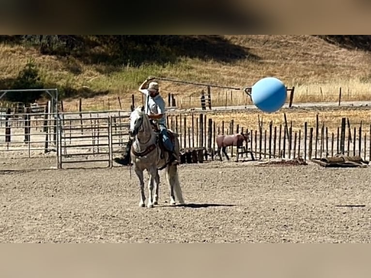 Caballo cuarto de milla Caballo castrado 9 años 150 cm Tordo in Tres Pinos