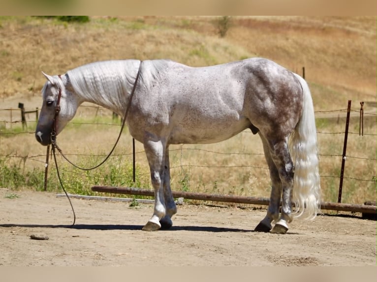 Caballo cuarto de milla Caballo castrado 9 años 150 cm Tordo in Tres Pinos