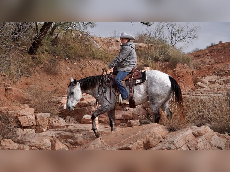 Caballo cuarto de milla Caballo castrado 9 años 150 cm Tordo rodado in Canyon TX
