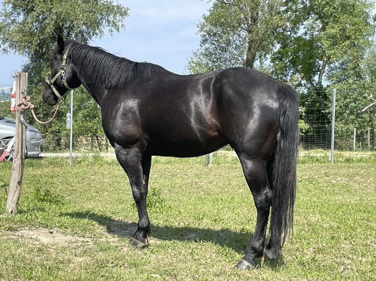 Caballo cuarto de milla Caballo castrado 9 años 151 cm Negro in Oslip / Uzlop