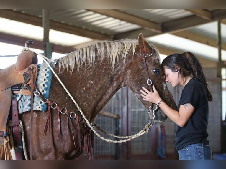 Caballo cuarto de milla Caballo castrado 9 años 152 cm Alazán-tostado in Lipan Tx