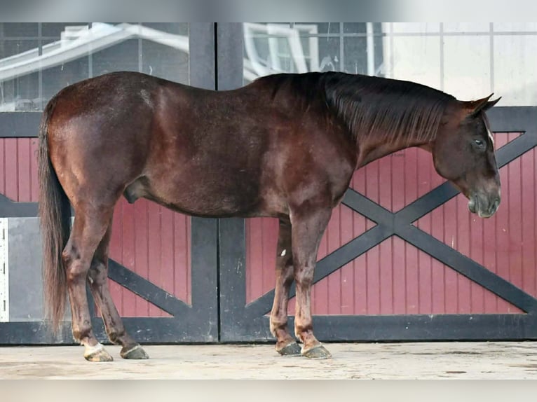 Caballo cuarto de milla Caballo castrado 9 años 152 cm Alazán-tostado in Rebersburg