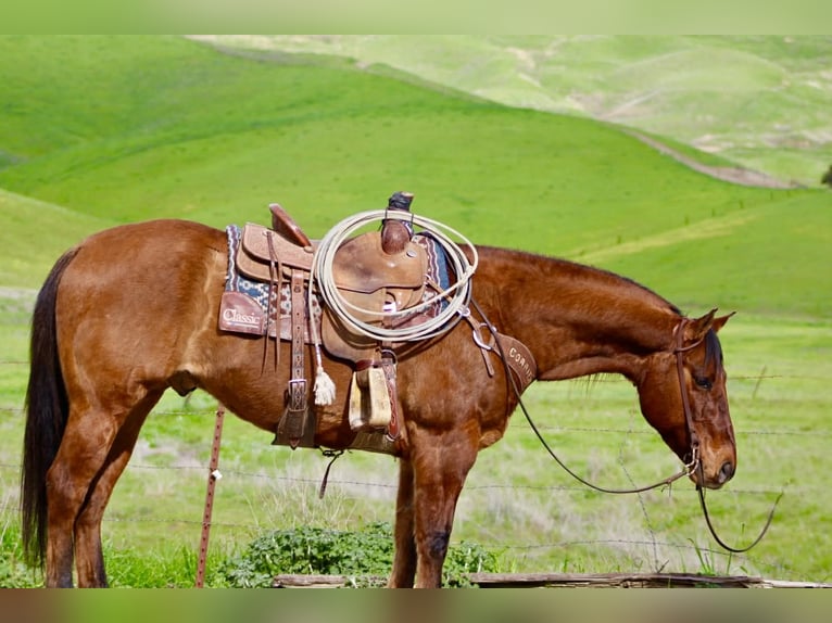 Caballo cuarto de milla Caballo castrado 9 años 152 cm Bayo in Paicines CA