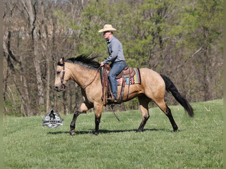 Caballo cuarto de milla Caballo castrado 9 años 152 cm Buckskin/Bayo in Mount Vernon