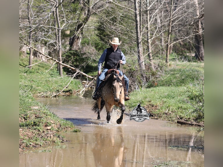 Caballo cuarto de milla Caballo castrado 9 años 152 cm Buckskin/Bayo in Mount Vernon