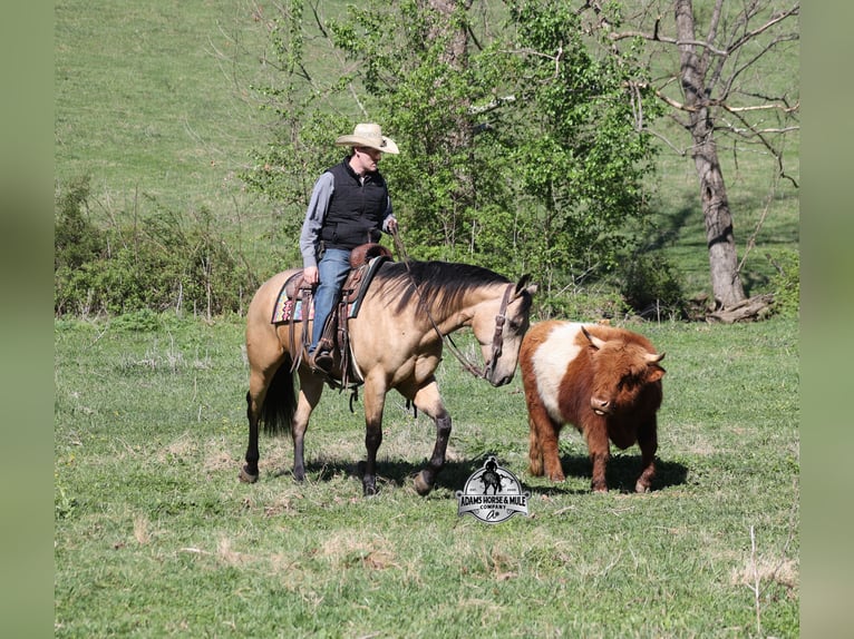 Caballo cuarto de milla Caballo castrado 9 años 152 cm Buckskin/Bayo in Mount Vernon