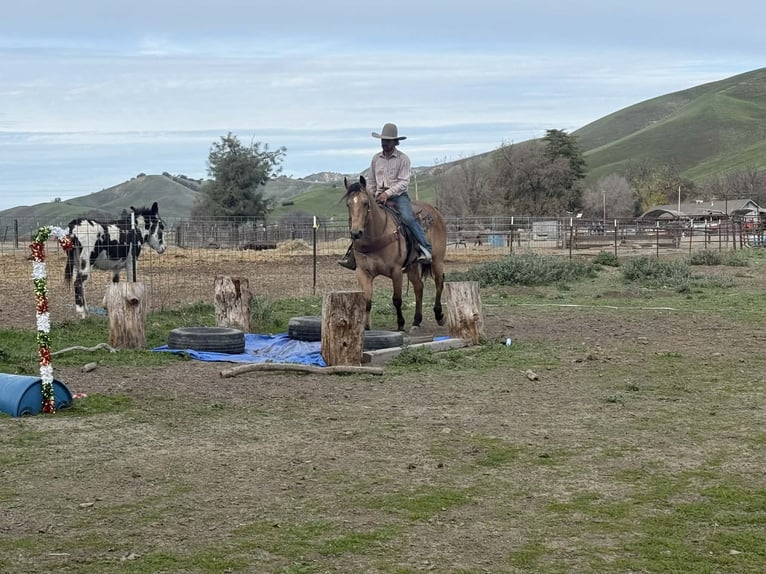 Caballo cuarto de milla Caballo castrado 9 años 152 cm Buckskin/Bayo in Paicines CA