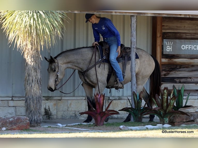 Caballo cuarto de milla Caballo castrado 9 años 152 cm Buckskin/Bayo in Weatherford TX