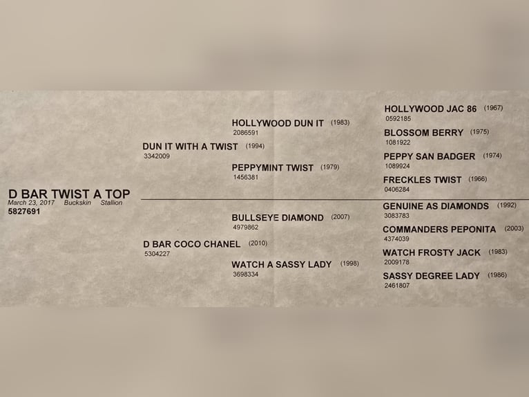 Caballo cuarto de milla Caballo castrado 9 años 152 cm Buckskin/Bayo in Weatherford TX