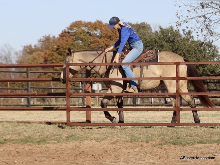 Caballo cuarto de milla Caballo castrado 9 años 152 cm Buckskin/Bayo in Weatherford TX