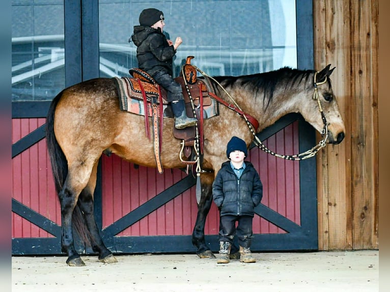 Caballo cuarto de milla Caballo castrado 9 años 152 cm Buckskin/Bayo in Rebersburg