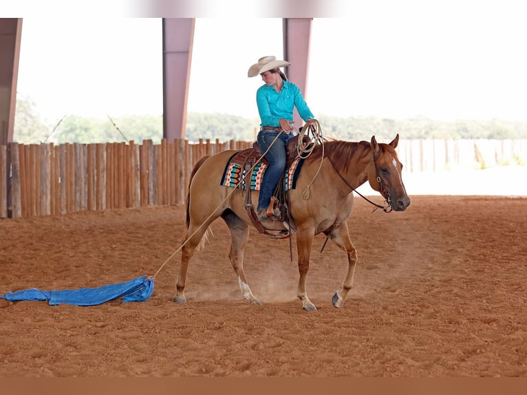 Caballo cuarto de milla Caballo castrado 9 años 152 cm in Adair OK