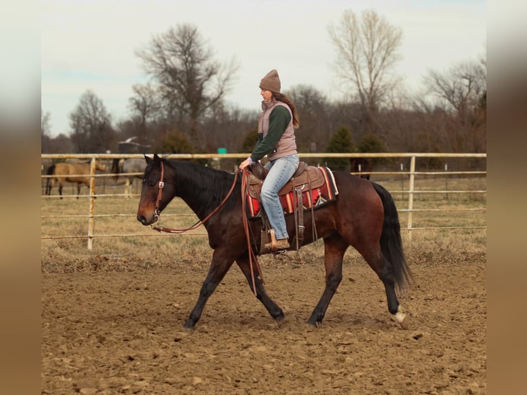 Caballo cuarto de milla Caballo castrado 9 años 152 cm Castaño rojizo in Baxter Springs