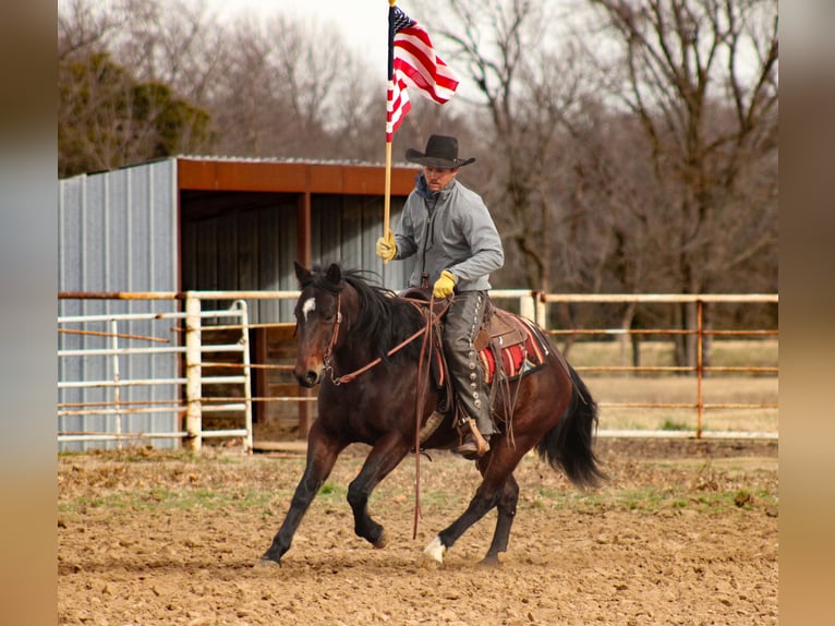 Caballo cuarto de milla Caballo castrado 9 años 152 cm Castaño rojizo in Baxter Springs