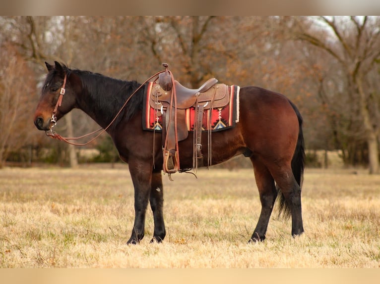 Caballo cuarto de milla Caballo castrado 9 años 152 cm Castaño rojizo in Baxter Springs