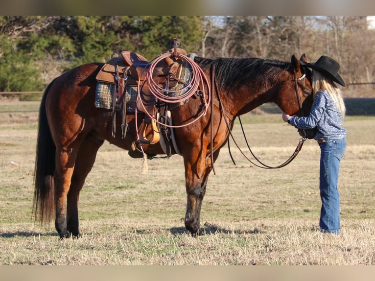 Caballo cuarto de milla Caballo castrado 9 años 152 cm Castaño-ruano in Joshua, TX