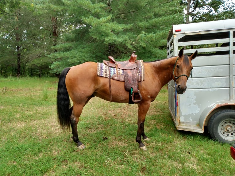 Caballo cuarto de milla Caballo castrado 9 años 152 cm Castaño-ruano in Calico Rock