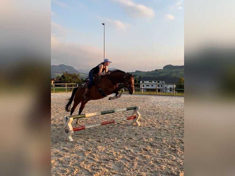 Caballo cuarto de milla Caballo castrado 9 años 152 cm Castaño in Ebnet