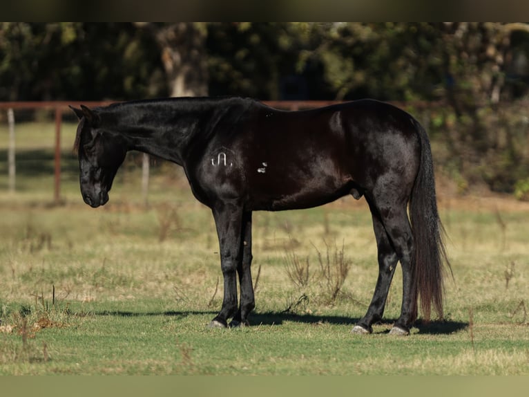 Caballo cuarto de milla Caballo castrado 9 años 152 cm Negro in Joshua