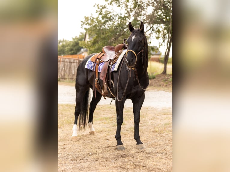 Caballo cuarto de milla Caballo castrado 9 años 152 cm Negro in Weatherford TX