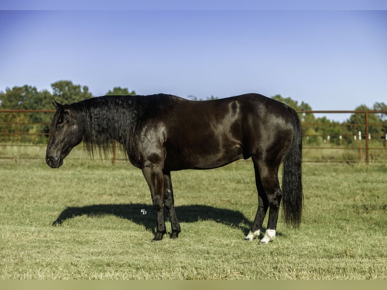 Caballo cuarto de milla Caballo castrado 9 años 152 cm Negro in Quitman