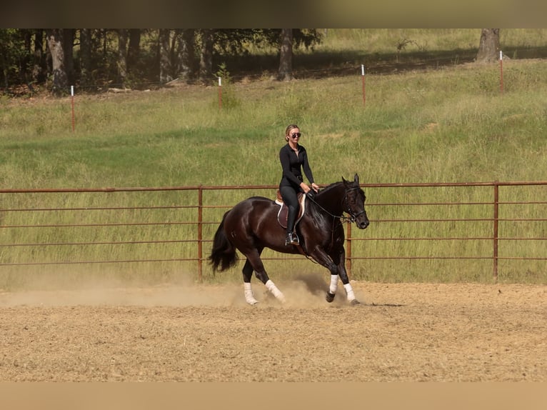 Caballo cuarto de milla Caballo castrado 9 años 152 cm Negro in Quitman