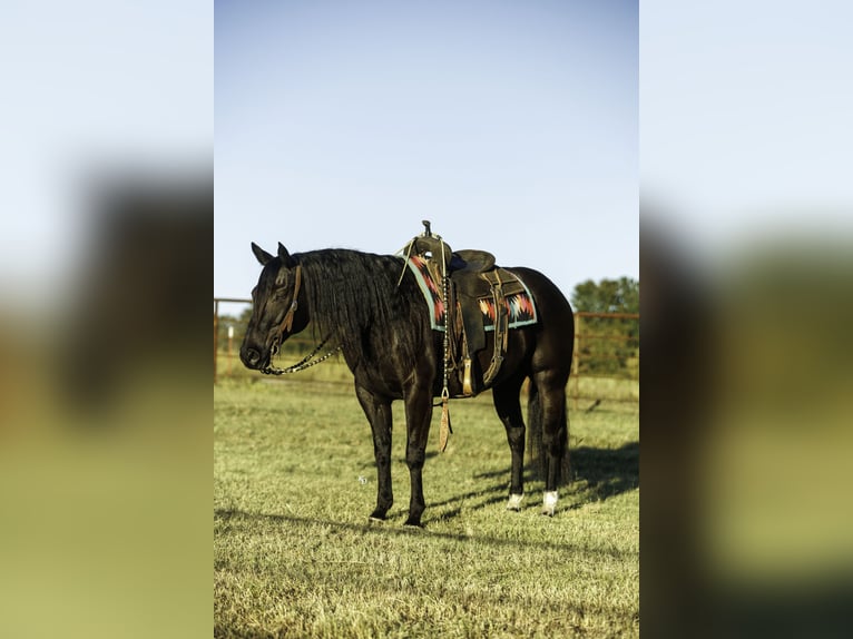 Caballo cuarto de milla Caballo castrado 9 años 152 cm Negro in Quitman