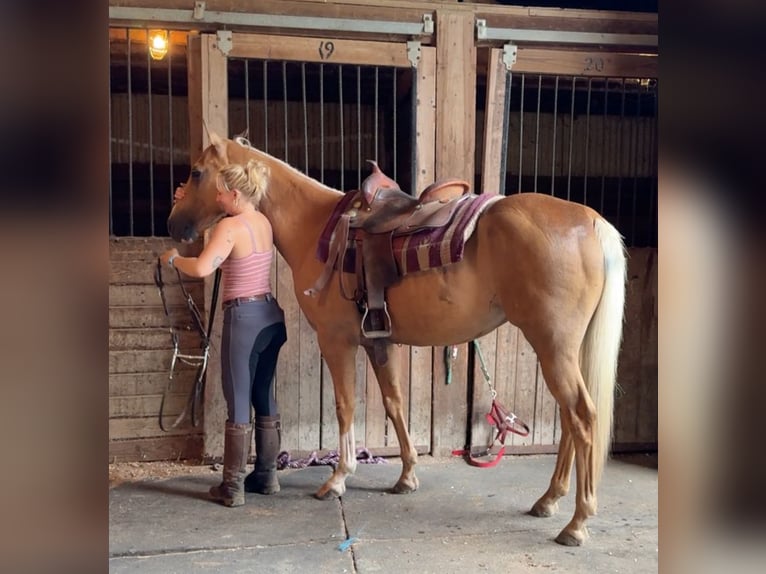 Caballo cuarto de milla Caballo castrado 9 años 152 cm Palomino in Granby, CT