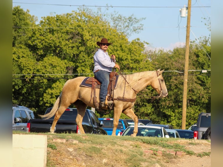 Caballo cuarto de milla Caballo castrado 9 años 152 cm Palomino in Stephenville TX