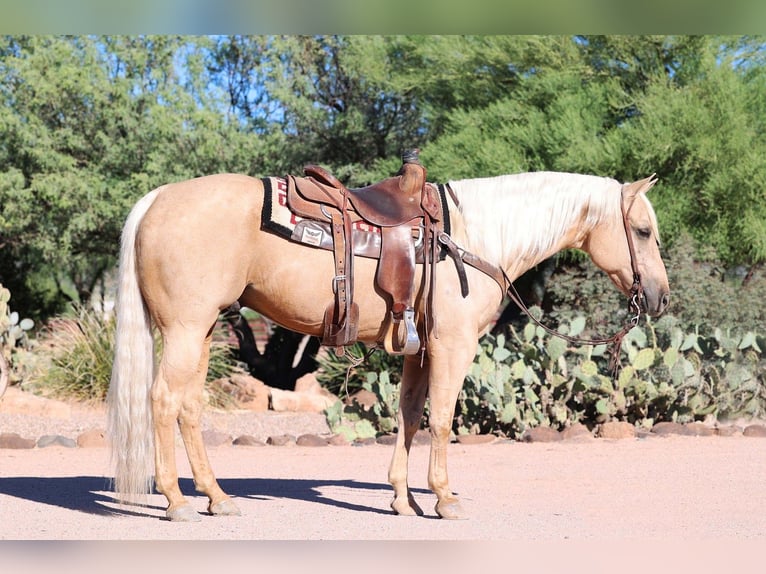Caballo cuarto de milla Caballo castrado 9 años 152 cm Palomino in Cave Creek