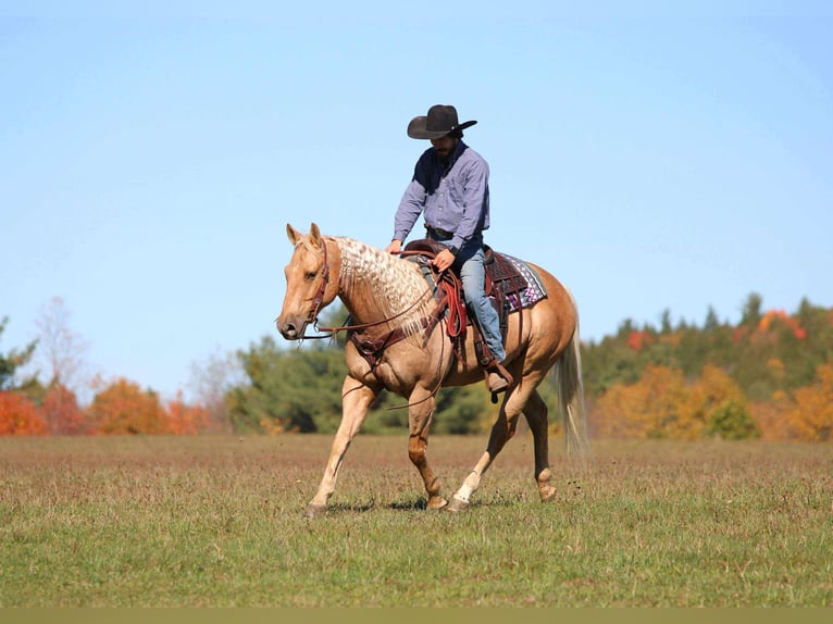 Caballo cuarto de milla Caballo castrado 9 años 152 cm Palomino in Clarion Caballo cuarto de milla Caballo castrado 9 años 152 cm Palomino in Clarion